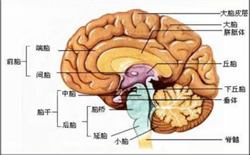 研究揭示了脑动脉瘤风险的潜在生物标志物