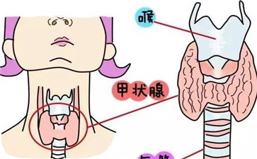 失败的免疫系统“刹车”有助于解释老鼠的1型糖尿病