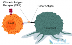 多发性骨髓瘤有什么症状