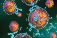 多发性骨髓瘤为什么发病如此高?