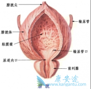 膀胱癌早期能活多久