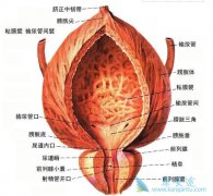 膀胱癌患者能活多久呢