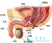 小便次数提示前列腺炎
