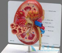 肾癌患者如何治疗