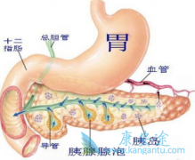 胰腺癌为什么成为“癌中之王”警惕症状似“胃病”的胰腺癌